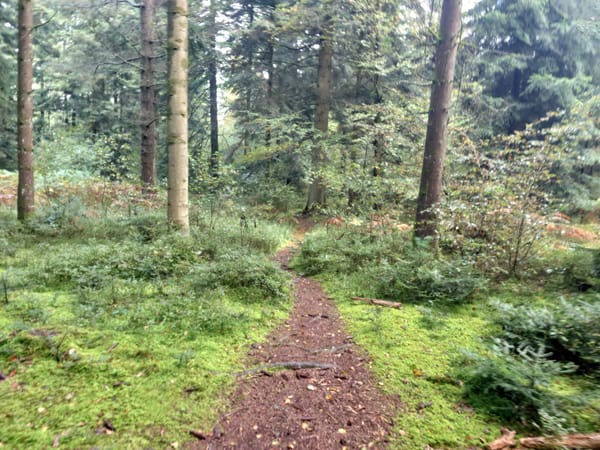 MTB-Tour  Dornegggütsch Madiswil Thunstetten  19.08.2024