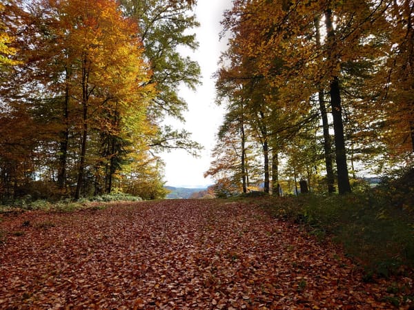 MTB-Tour  Hohwacht  31.10.2025